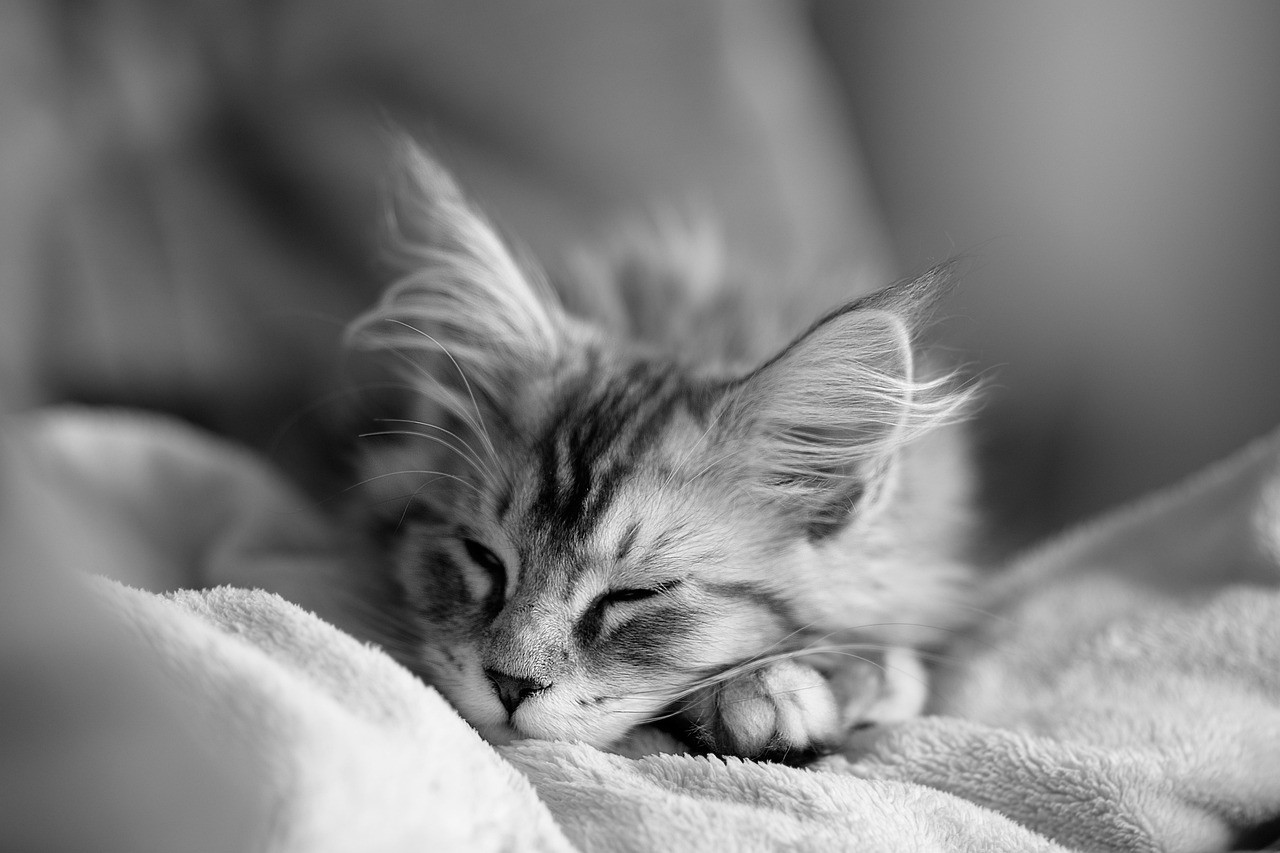 Završena rekonstrukcija glavnog gradskog trga